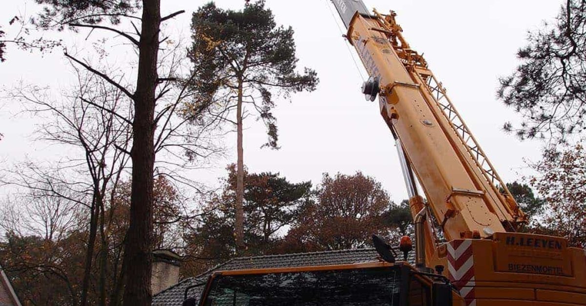 Boom Stronk Frezen En Bomen Rooien A Van Spelde Hoveniers